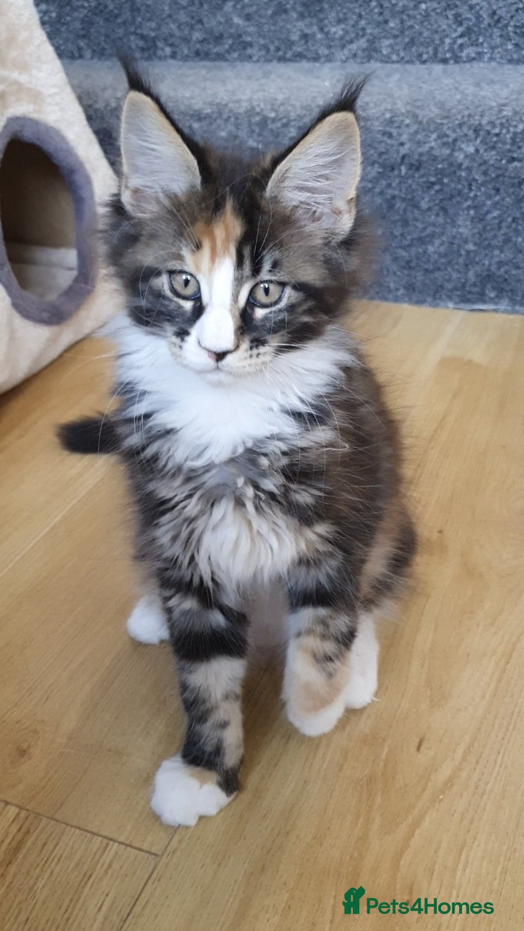 Maine Coon cats for sale: pure reg maine coon kittens - Image 11