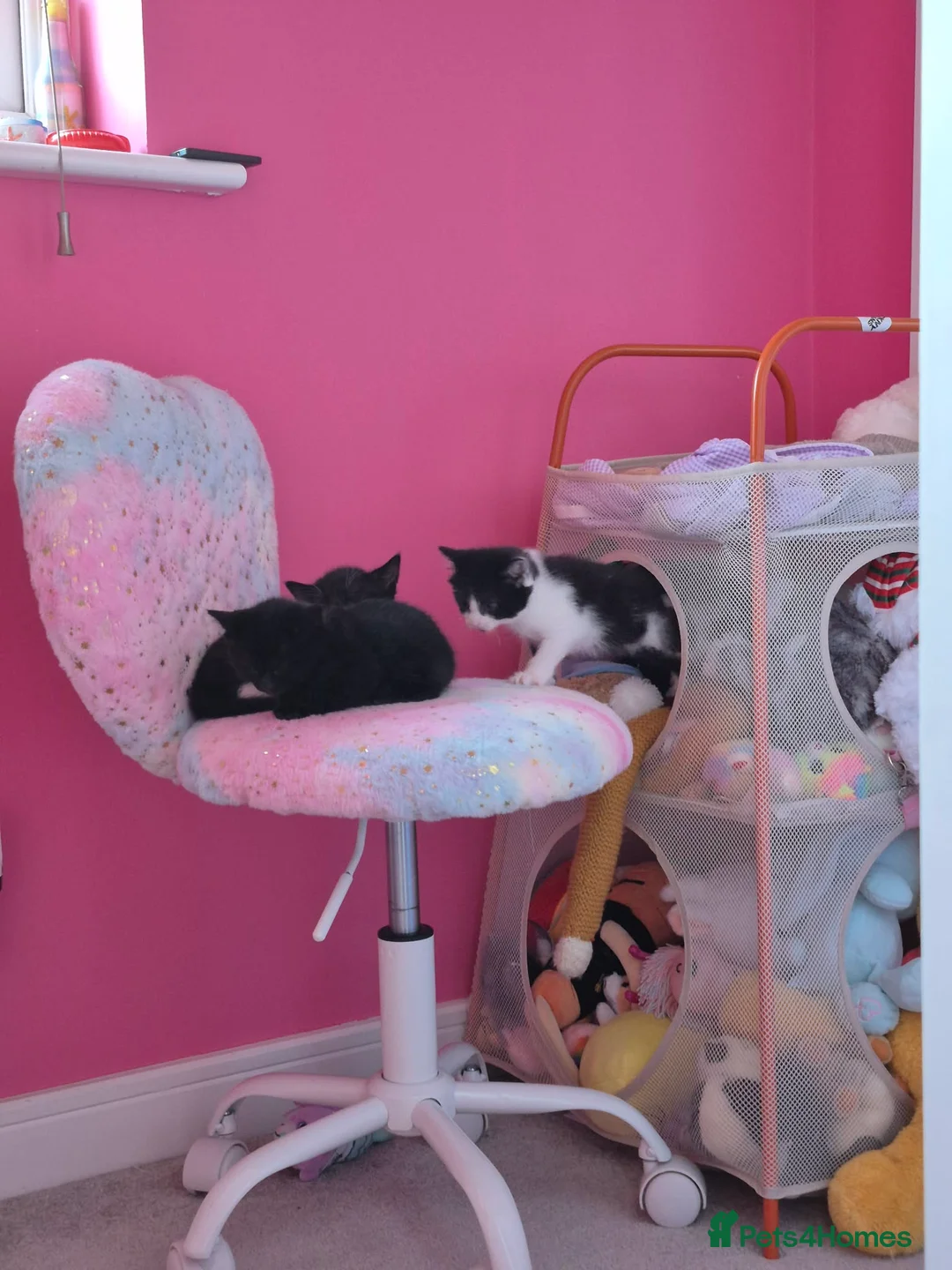 Mixed Breed cats for sale: Ragdoll kittens  - Advert 2