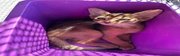 Somali cats for sale: Somali kittens available 😻 in Lincoln - Advert 11