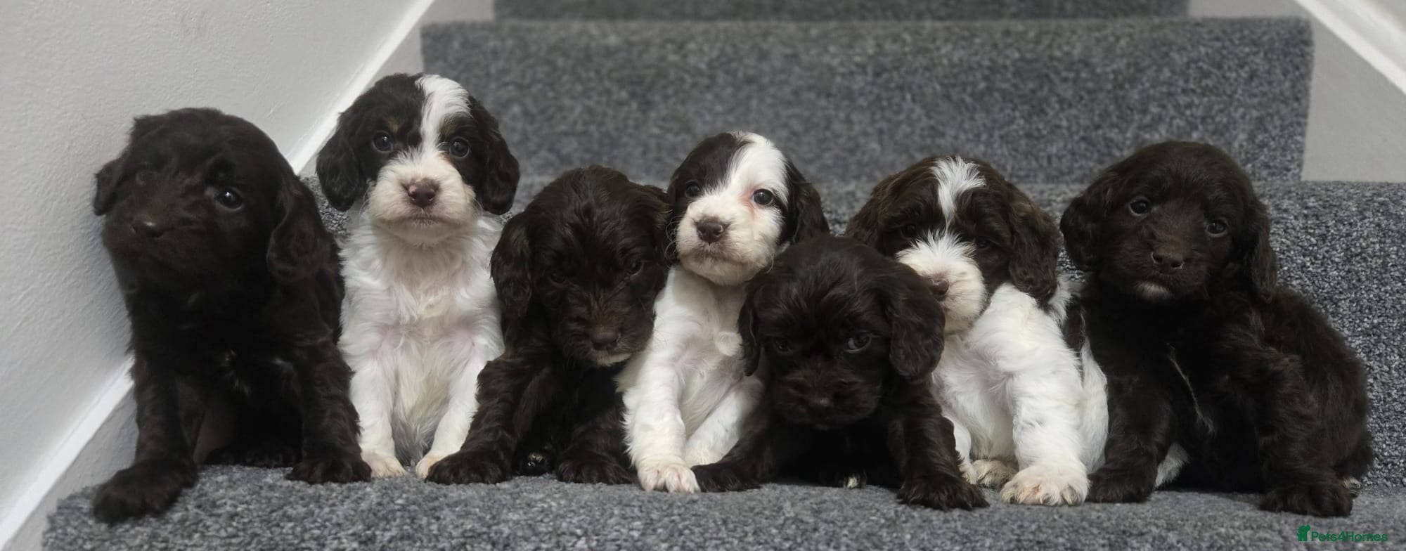 Cockapoo dogs Gorgeous Cockapoo litter - Advert 6