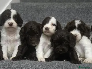 Cockapoo dogs Gorgeous Cockapoo litter - Advert 2
