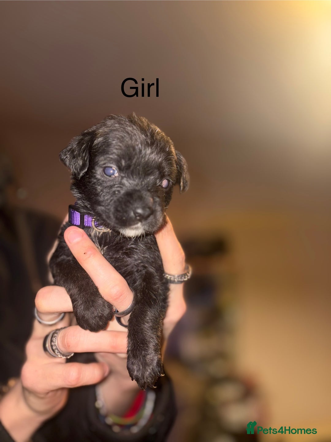 Mixed Breed dogs for sale: Rottweiler cross Staffie pups  - Advert 9