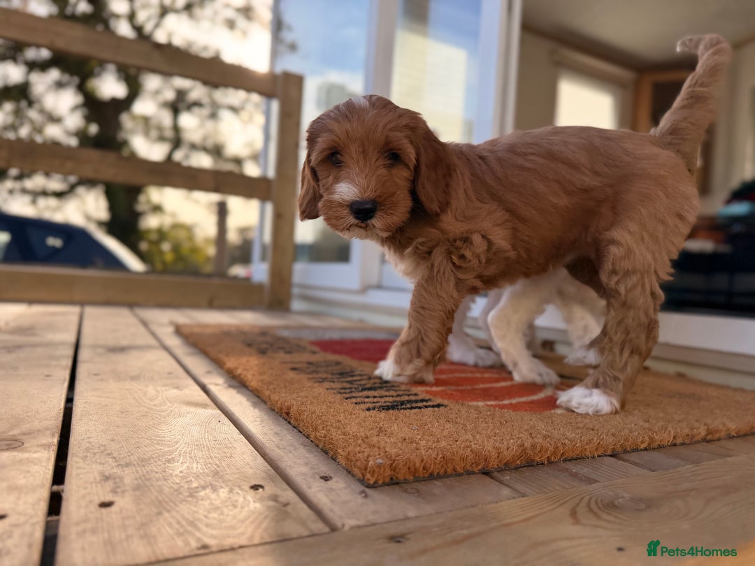 Australian Labradoodle dogs for sale: 🐶READY FOR NEW 🏡 Pure Australian Labradoodle  - Image 19