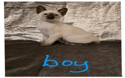 Siamese cats for sale: Traditional Siamese Kittens  - Image 4
