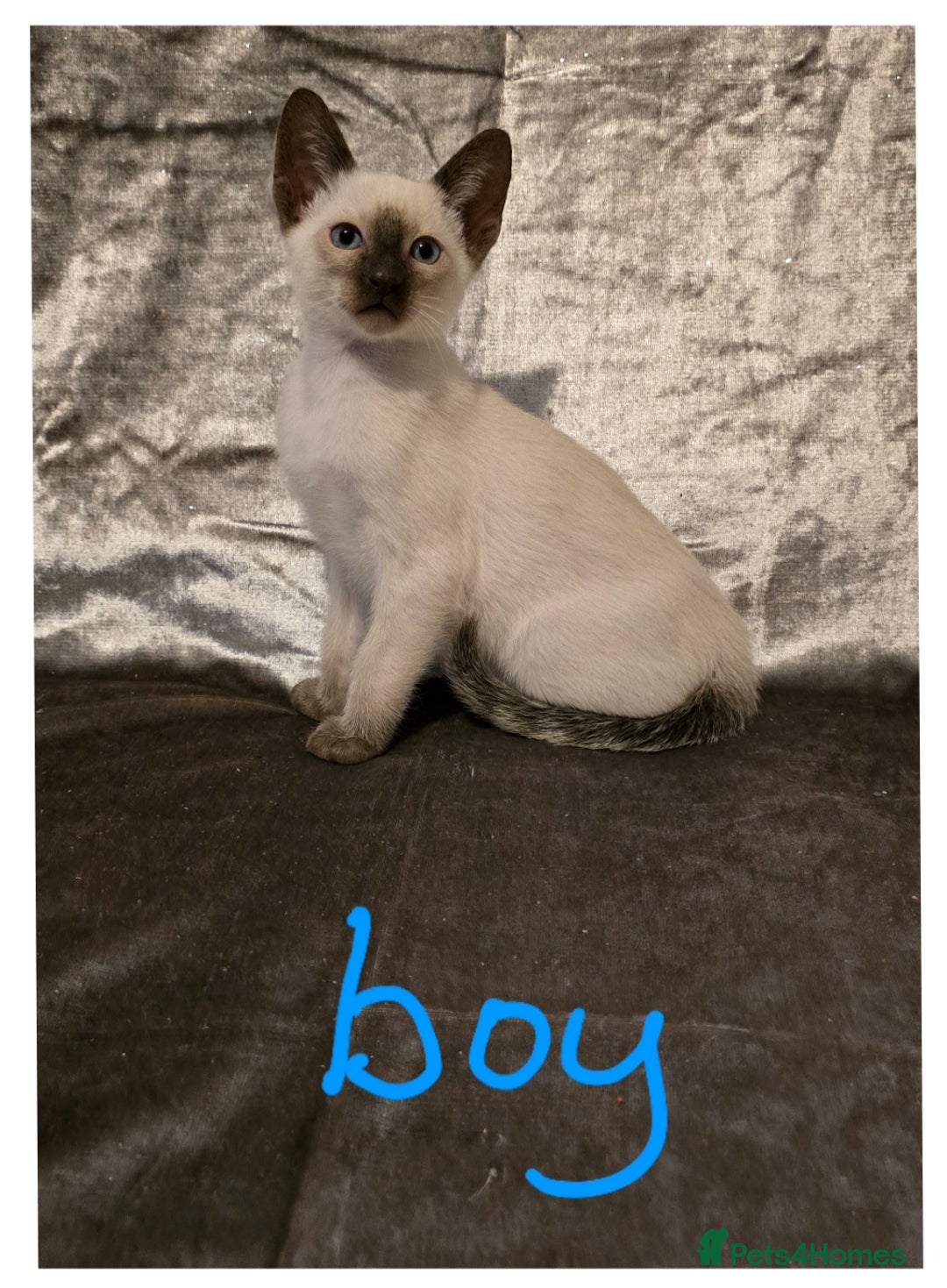 Siamese cats for sale: Traditional Siamese Kittens  - Image 4