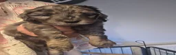 Cockapoo dogs for sale: Stunning health tested cockapoos - Advert 4