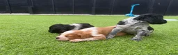 Brittany Spaniel dogs for sale: Working Brittany’s  - Advert 2