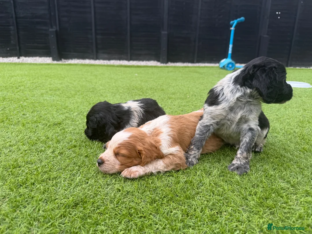 Brittany Spaniel dogs for sale: Working Brittany’s  - Advert 2