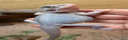 Bearded Dragon reptiles for sale: Hypo trans zeros  - Advert 5