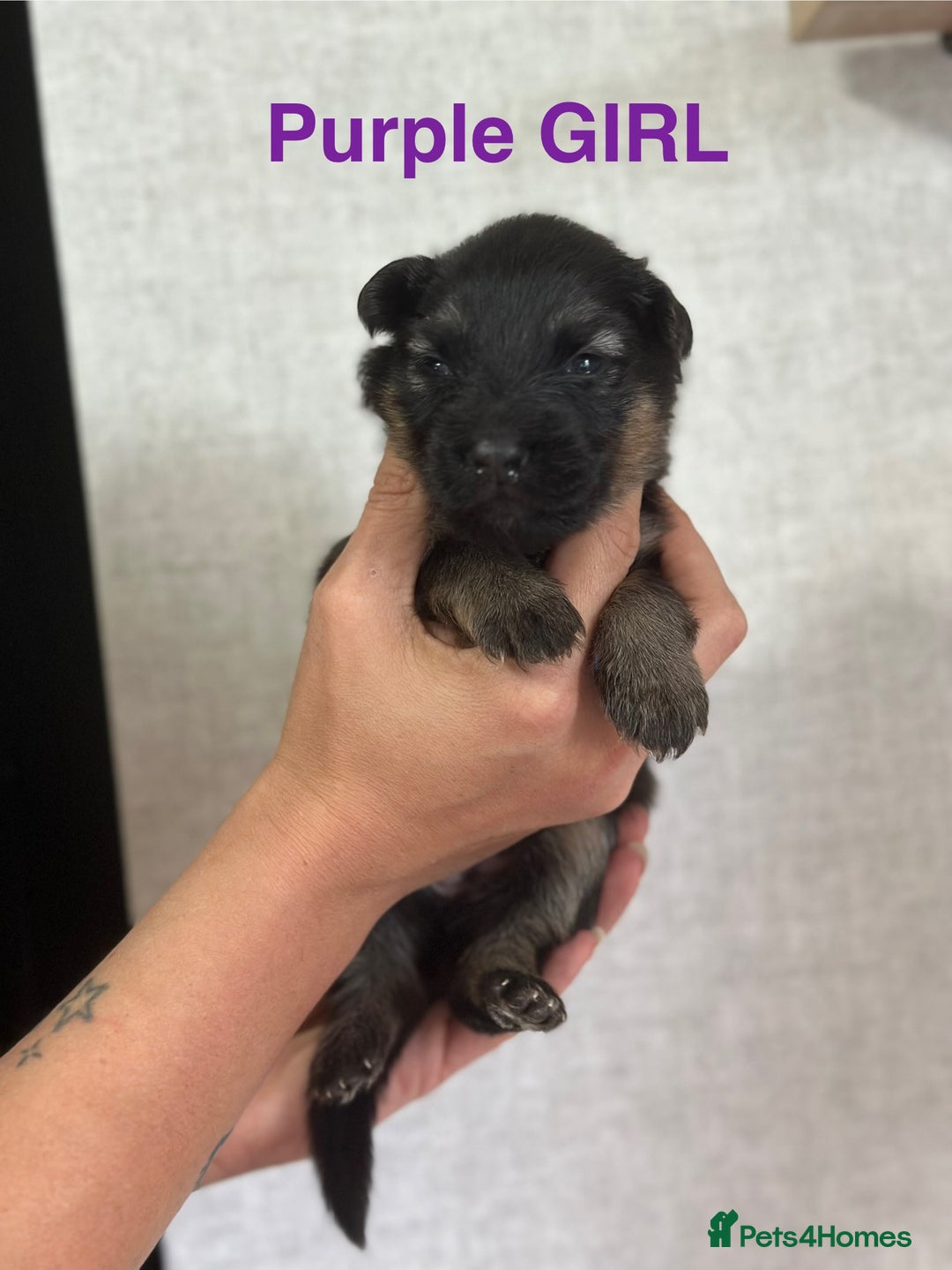 German Shepherd dogs for sale: German shepherd puppies  - Image 8