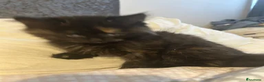 Mixed Breed Kitten 2
