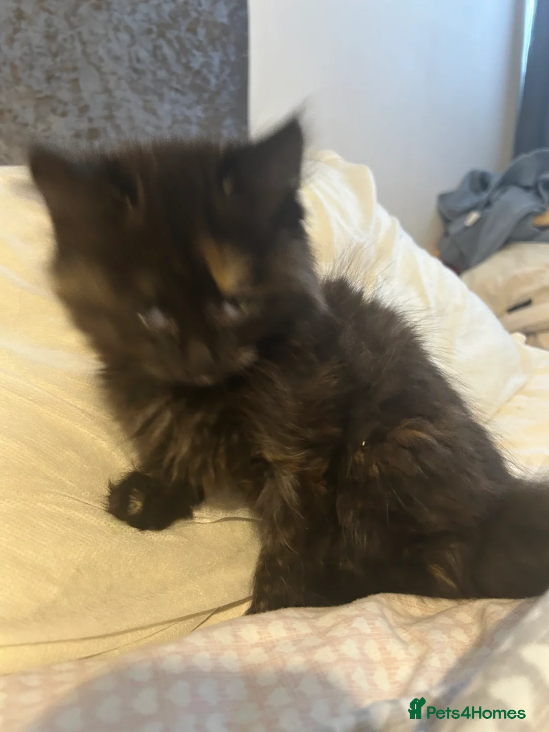 Mixed Breed cats for sale: Black kitten  in Newcastle upon Tyne - Advert 2