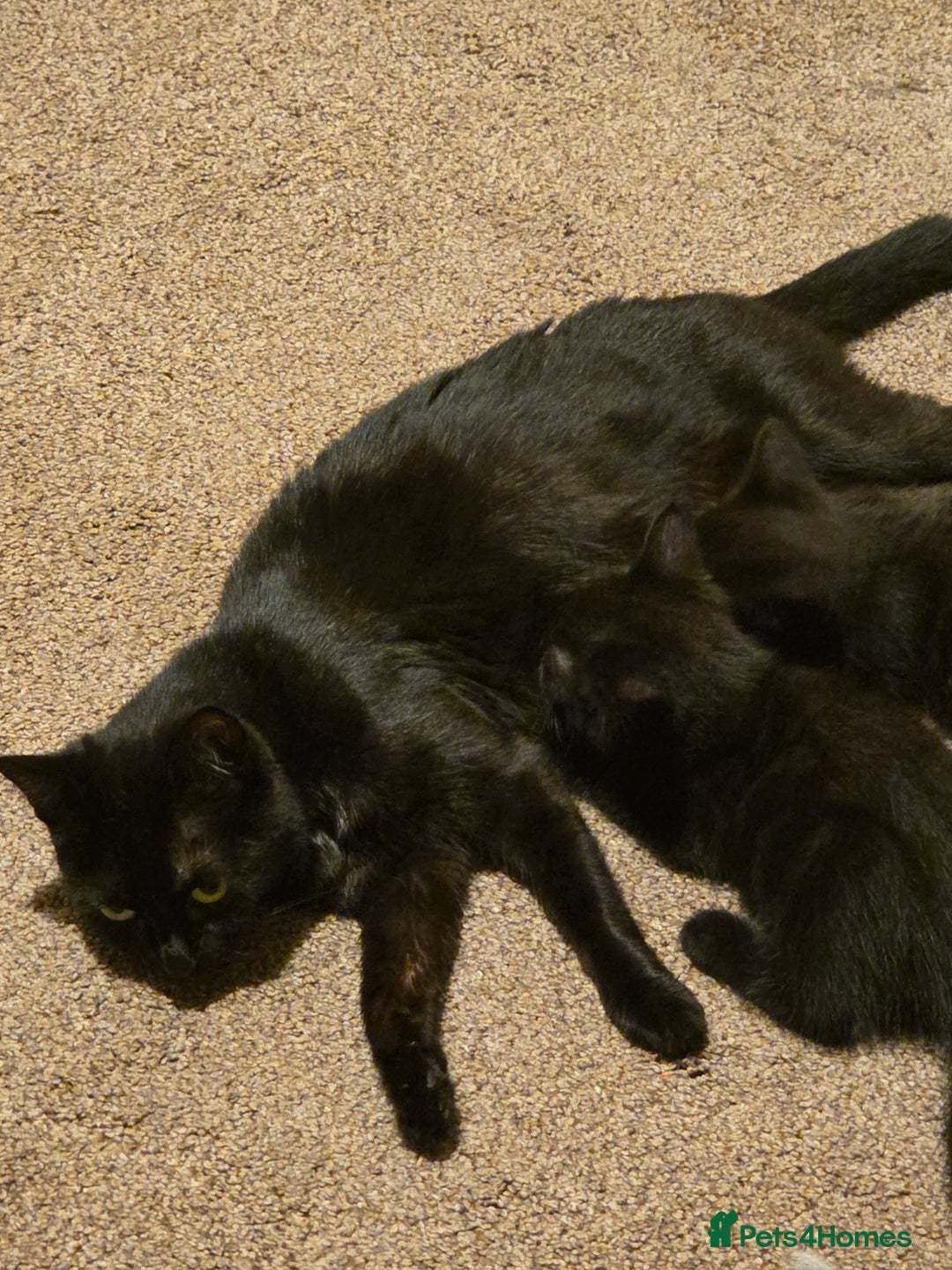 Mixed Breed cats for sale: Mixed breed kittens - Image 4