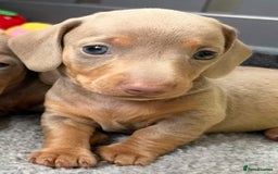 Miniature Dachshund dogs for sale: Beautiful teeny tiny Isabella mini dachshunds  - Image 2