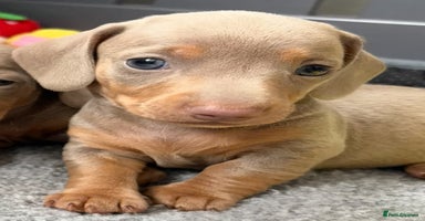 Miniature Dachshund dogs - Advert 7