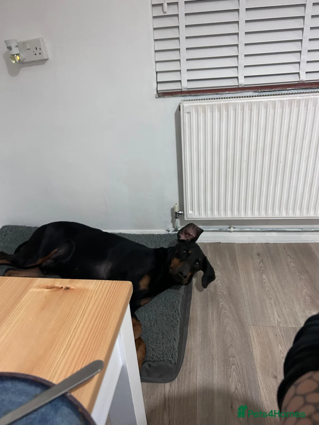 Dobermann dogs for sale: Doberman (Male, 4-5 years) Experienced Home Only in Exeter - Advert 5