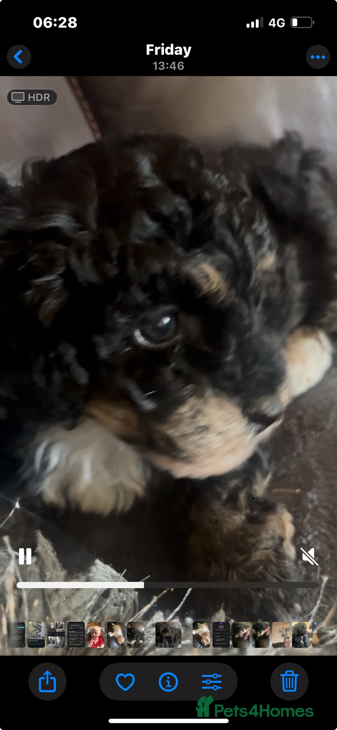 Poochon dogs for sale: 2 poochon girls available  - Image 2