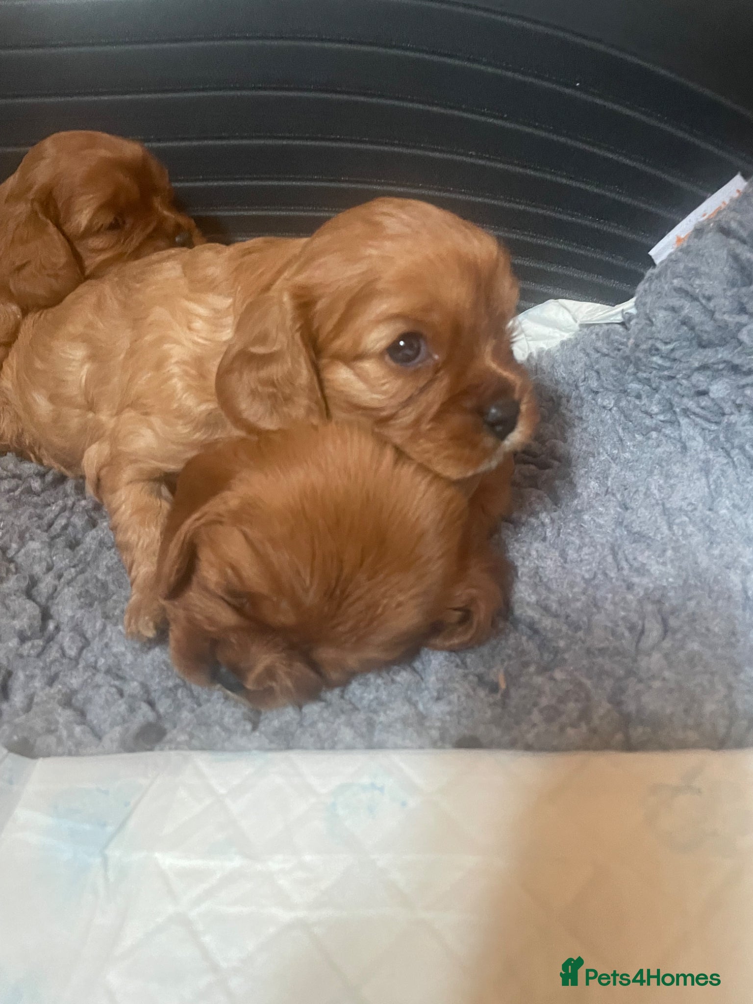 Cavalier King Charles Spaniel dogs for sale: King Charles cavalier babies  - Advert 28