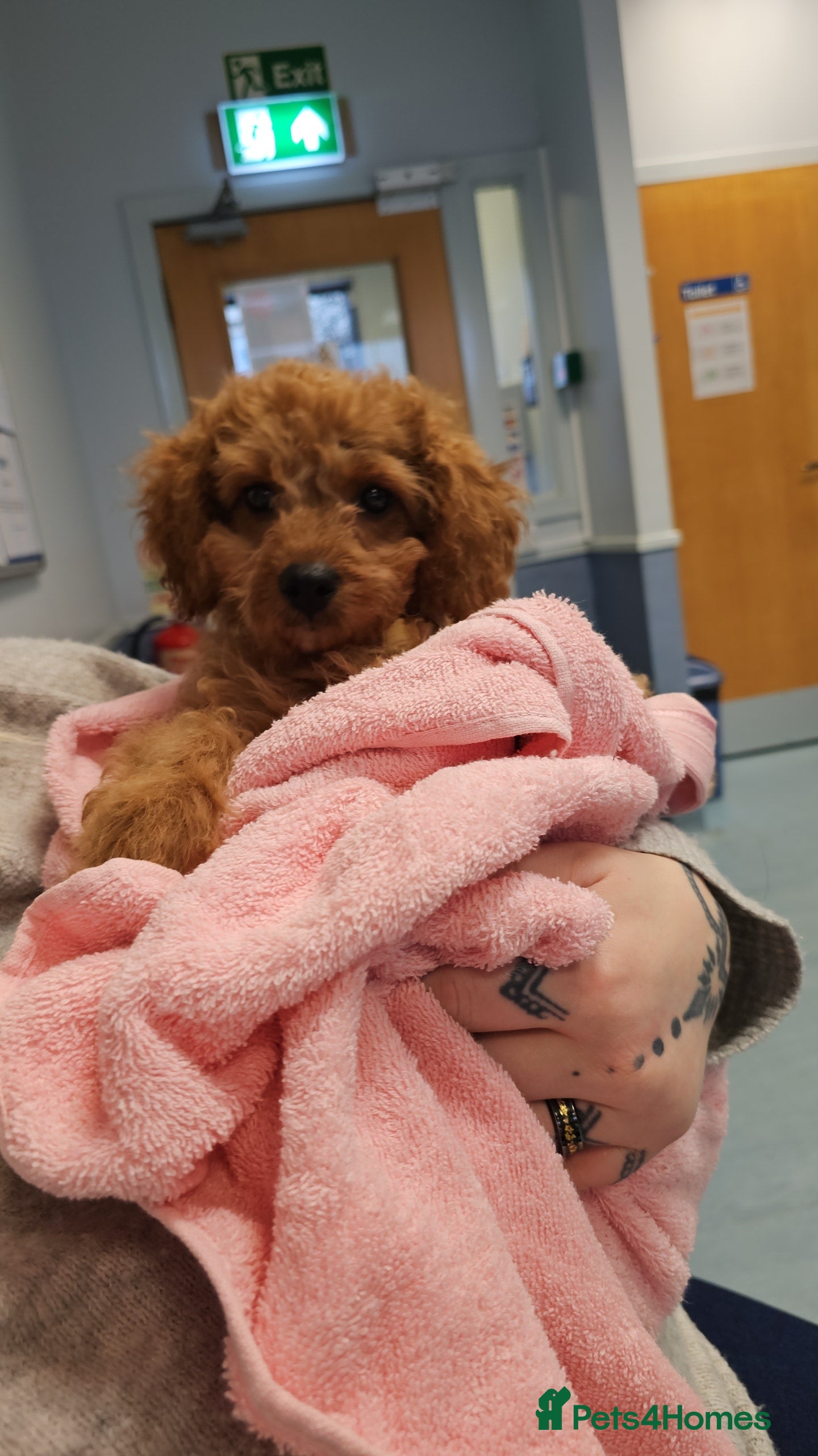 Cavapoo dogs Gorgeous Little Cavapoo Puppy  - Advert 1