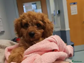 Cavapoo dogs Gorgeous Little Cavapoo Puppy - Advert 3