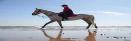 Irish Thoroughbred horses for sale: Grey 16hh 9yr old TB mare in Canterbury - Advert 4
