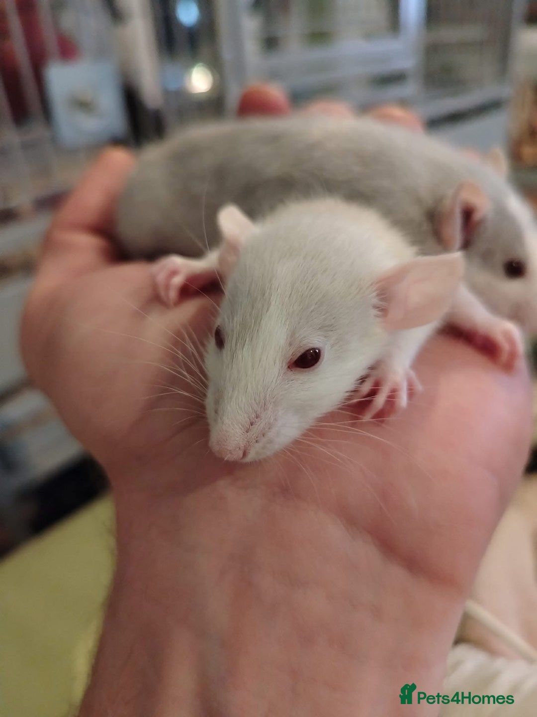 Rat rodents for sale: Fancy Rats - Advert 5