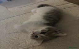 British Shorthair cats for sale: British short hair kitten - Image 6