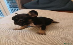 French Bulldog dogs for sale: French Bulldog puppies  - Image 5