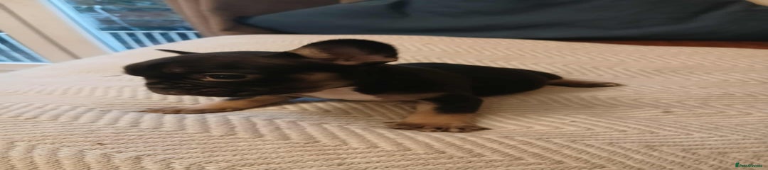 French Bulldog Puppy 2