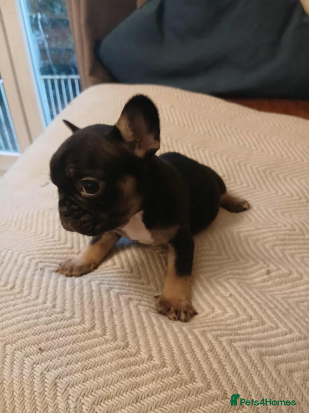 French Bulldog dogs for sale: French Bulldog puppies  - Image 5