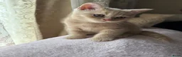 British Shorthair cats for sale: 🐾 Beautiful British Shorthair Kittens 🐾 - Advert 17