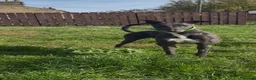 Greyhound dogs for sale: danny - Advert 3