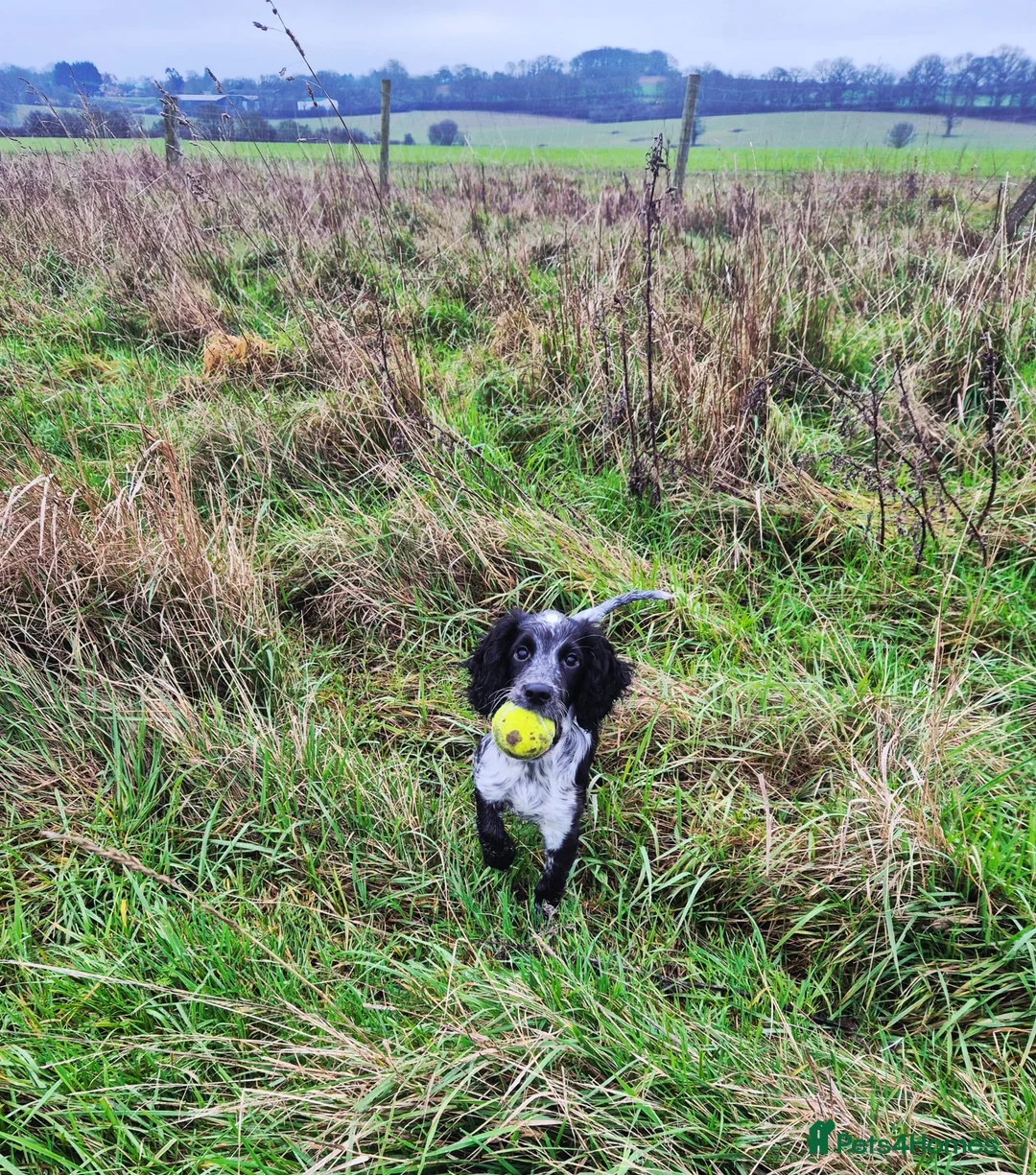 Cocker Spaniel dogs for sale: KC Working Cocker Spaniel  - Advert 2
