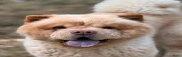 Chow Chow dogs for stud: Brilliant Chow Chow for stud - Advert 4