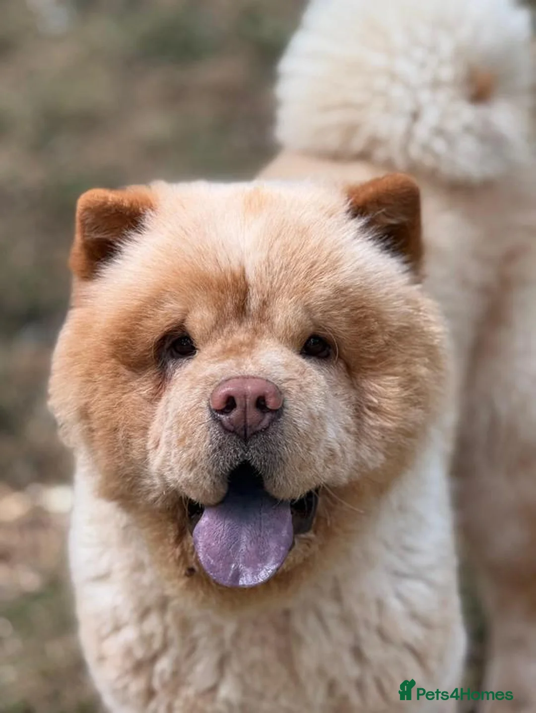 Chow Chow dogs for stud: Brilliant Chow Chow for stud - Advert 4