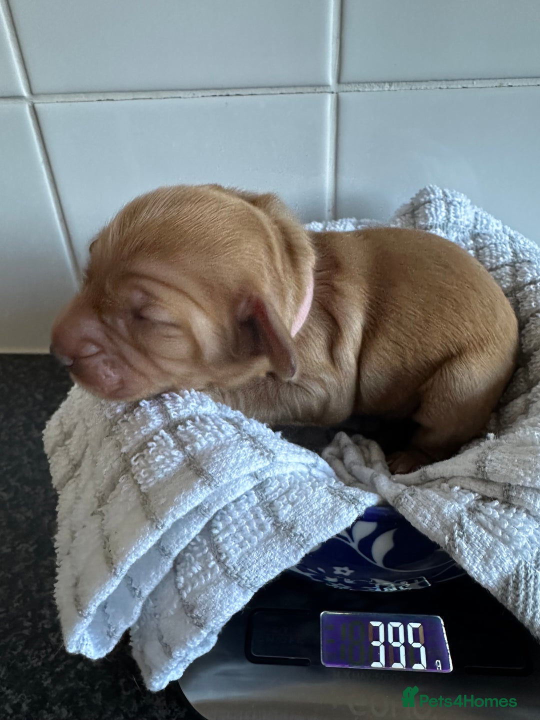 Cockapoo dogs for sale: Red & Apricot Cockapoo puppies  - Advert 16