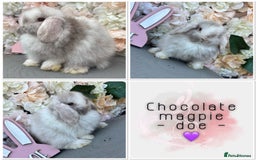Mini Lop rabbits for sale: 🌟🌟 mini lop babies 🌟🌟 - Image 3