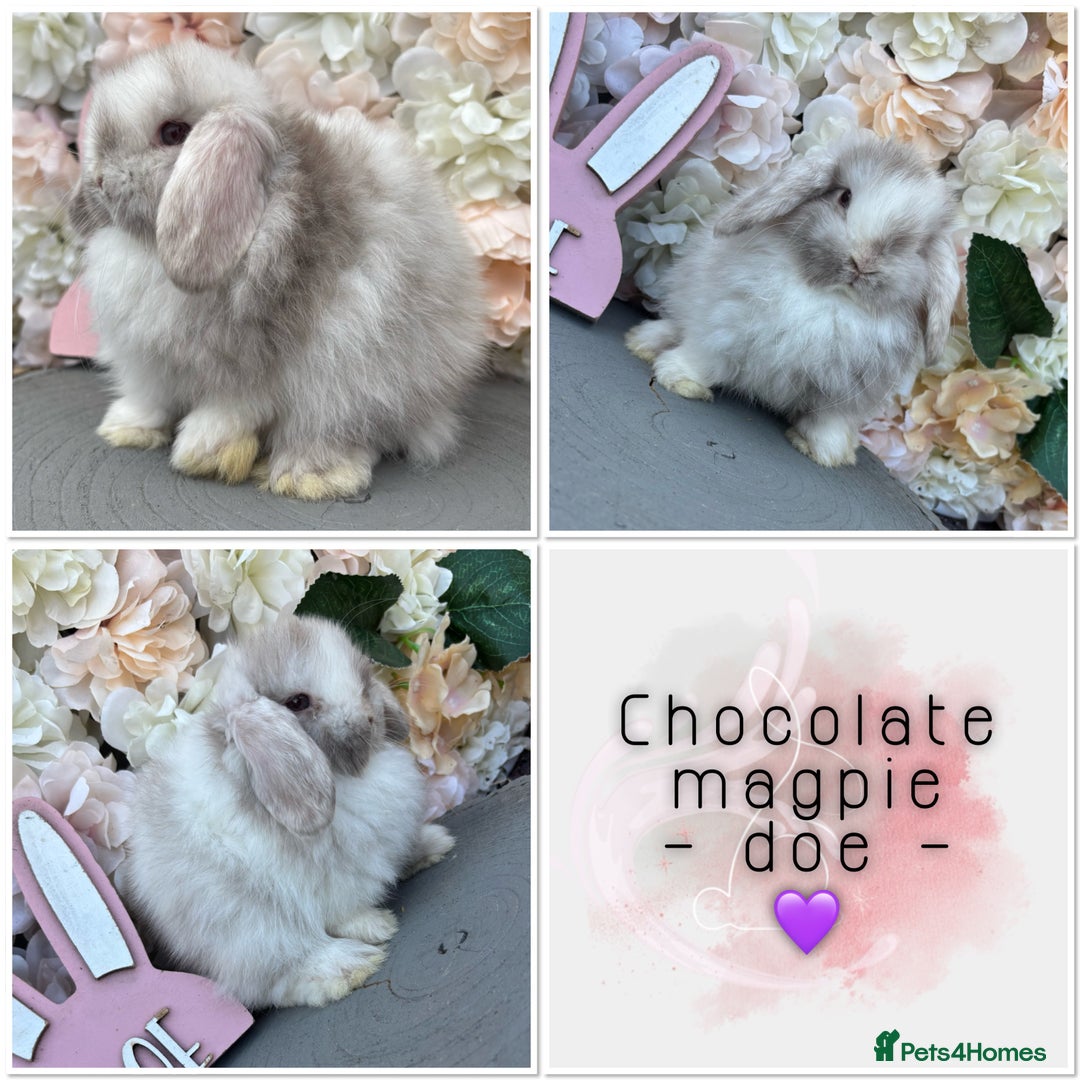Mini Lop rabbits for sale: 🌟🌟 mini lop babies 🌟🌟 - Image 3
