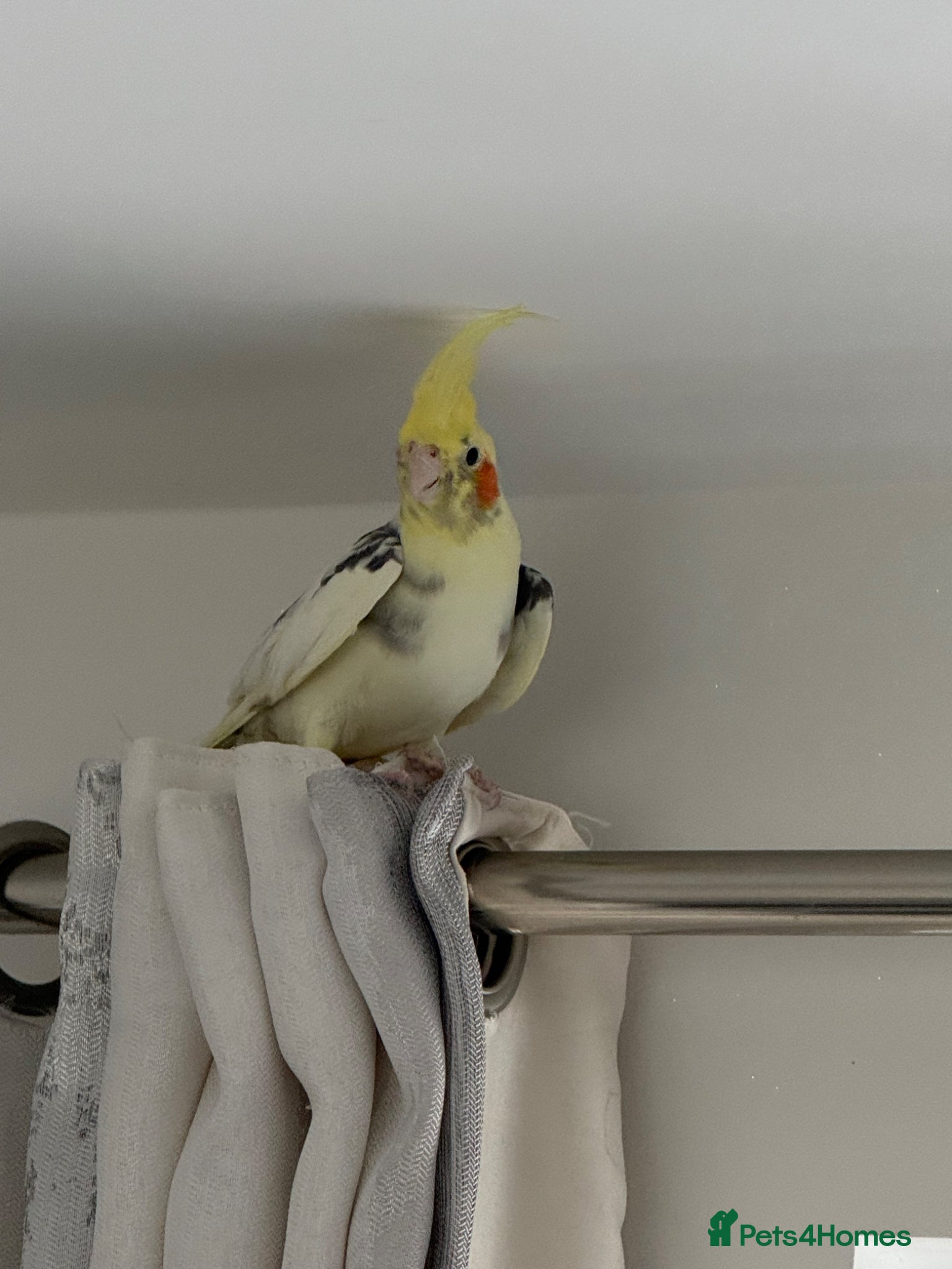 Cockatiels birds Pair of Cockatiel - Advert 1