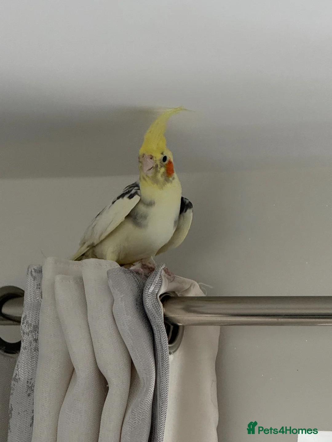 Cockatiels birds for sale: Pair of Cockatiel - Advert 1