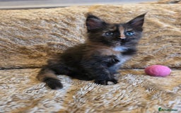 Maine Coon cats for sale: Stunning GCCF Registered Maine Coon kittens  - Image 16
