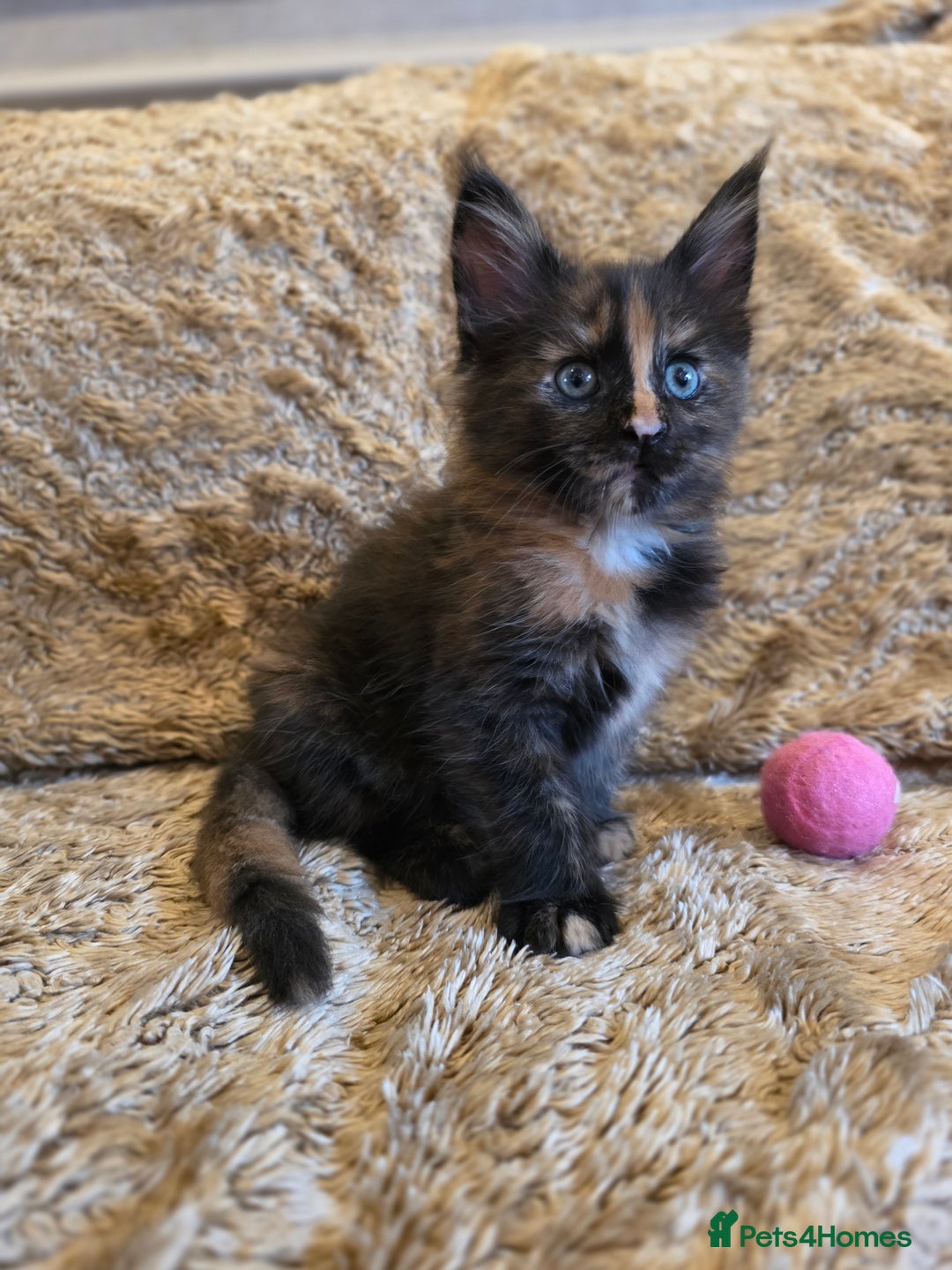 Maine Coon cats for sale: Stunning GCCF Registered Maine Coon kittens  - Image 16