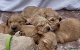 Golden Retriever dogs for sale: OUTSTANDING PEDIGREE GOLDEN RETRIVER PUPPIES KC - Image 27