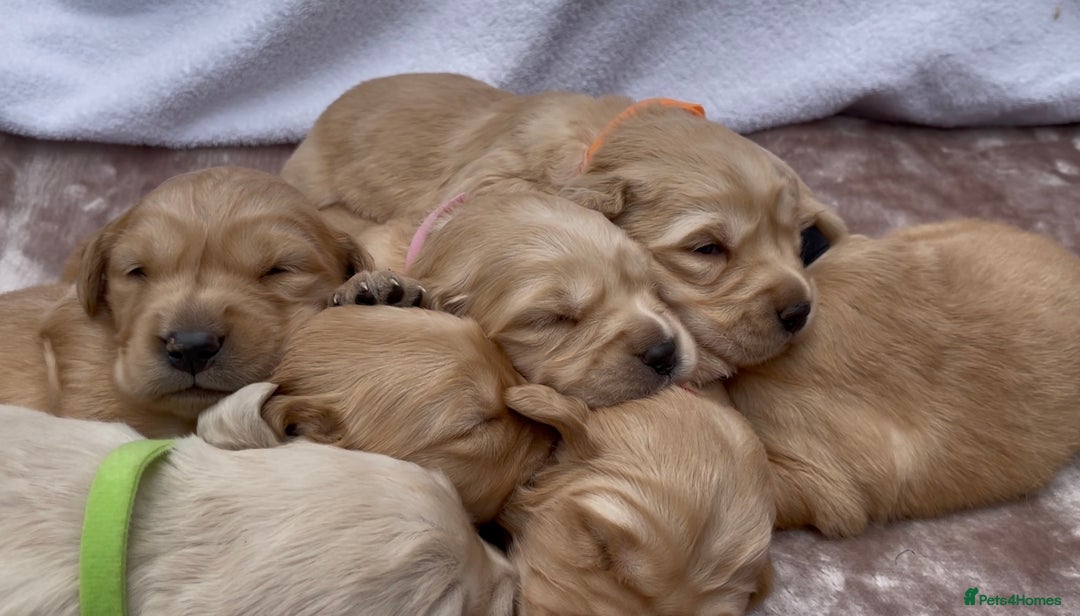 Golden Retriever dogs for sale: OUTSTANDING PEDIGREE GOLDEN RETRIVER PUPPIES KC - Image 27