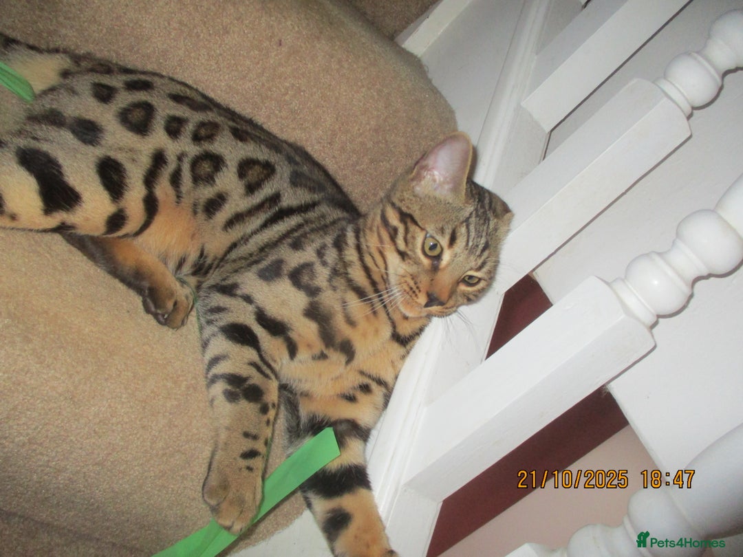 Bengal cats for sale: pedigree male bengals - Advert 21