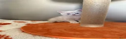 British Shorthair cats for sale: 🤍✨Exceptional GCCF Registered BSH&BLH Kittens  - Advert 21