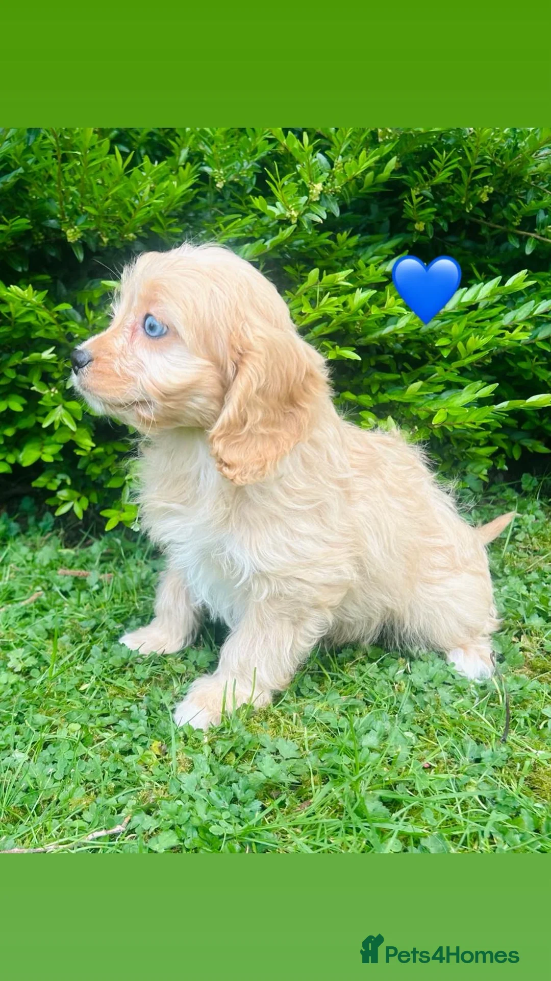 Cavapoo dogs for sale: Beautiful F1 Cavapoo puppies - Advert 8