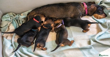 Dachshund dogs - Advert 1