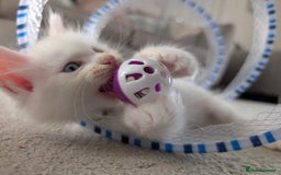 Maine Coon cats for sale: Maine Coon Kittens some polydactyl - only 2 left! - Image 9