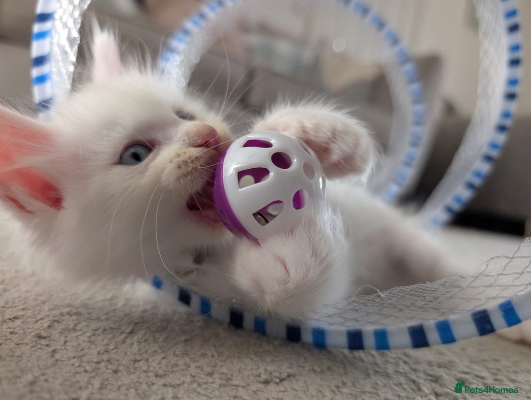 Maine Coon cats for sale: Maine Coon Kittens some polydactyl - only 2 left! - Image 9